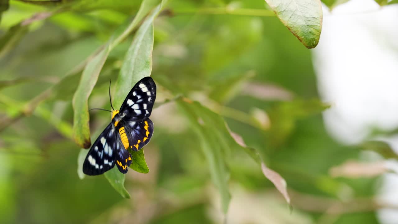 A butterfly with striking patterns rests on a leaf amidst vibrant green foliage, captured in natural daylight