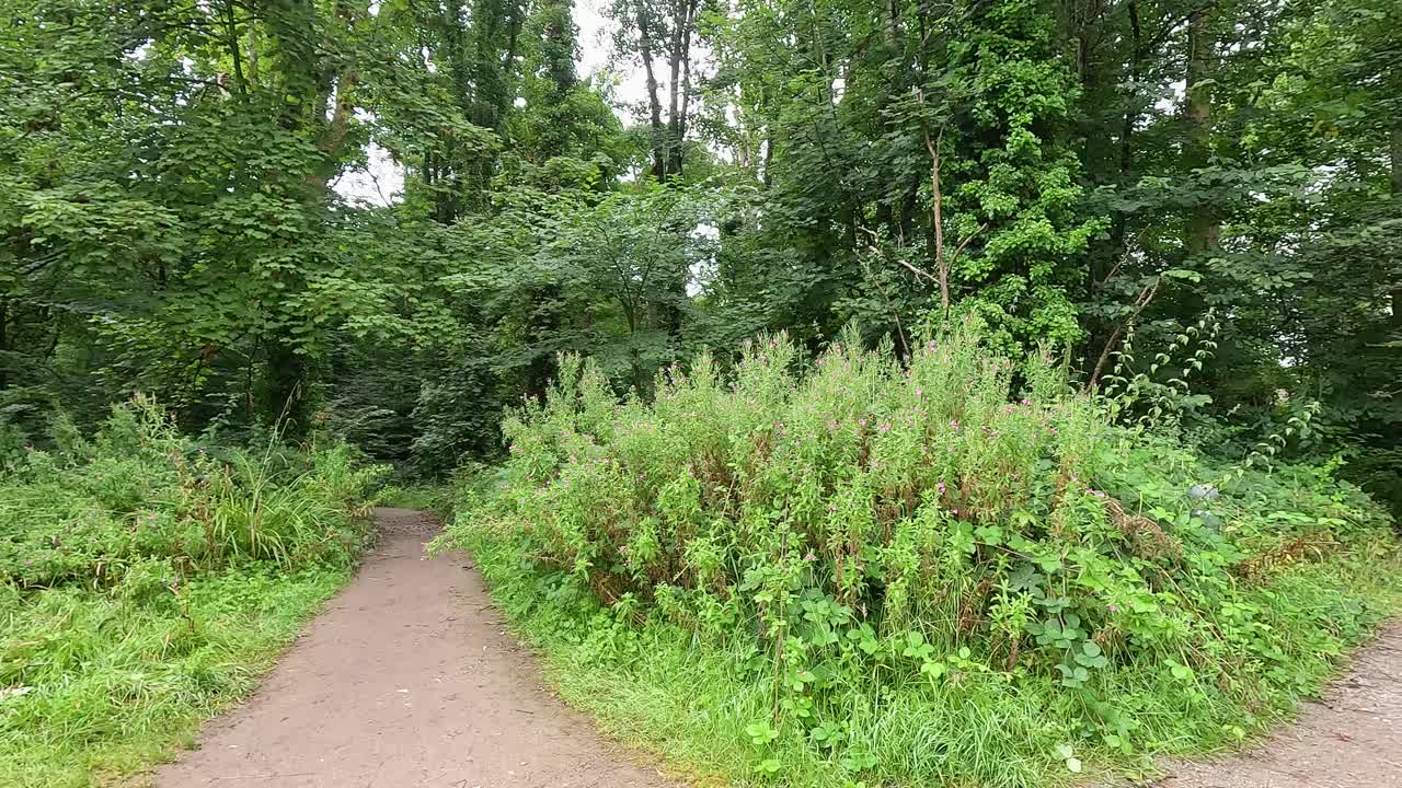 울창한 잎자루로 둘러싸인 조용한 길