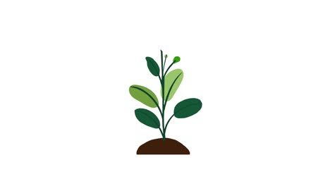 Plant-with-8-leaves-grows-and-germinates-on-dirt-mound-on-white-background