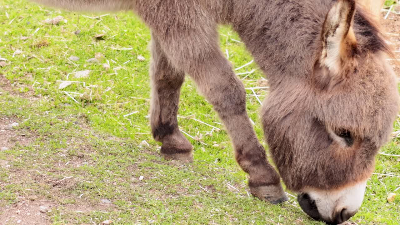 A detailed view of a donkey's head and legs as it grazes on lush green grass.