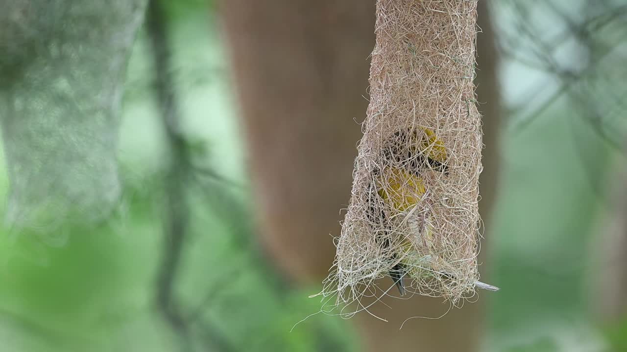 Weaver bird shaping tunnel entrance within suspended woven nest