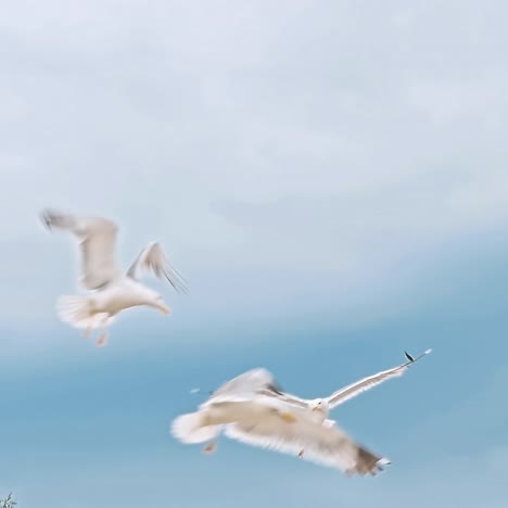 las gaviotas volando en el cielo azul soleado