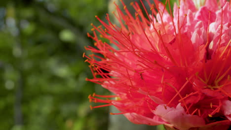 ants and insect climbing in red brownea flower in rainforest of ecuador,south america