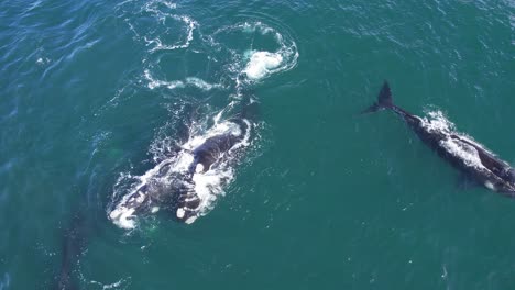 Pequeño-Grupo-Familiar-De-Ballenas-Francas-Nadando,-Toma-Aérea-De-La-Interacción-Mientras-Las-Aves-Marinas-Cruzan