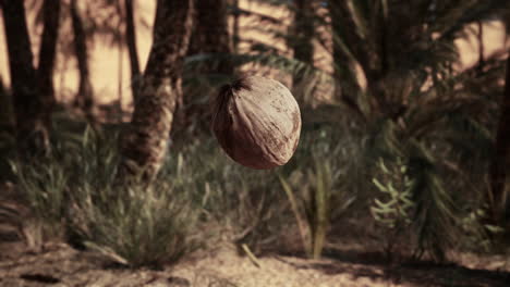 coconut in a desert