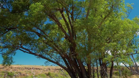 POV-low-angle-shot-of-a-weeping-willow-tree-in-the-countryside-of-New-Zealand