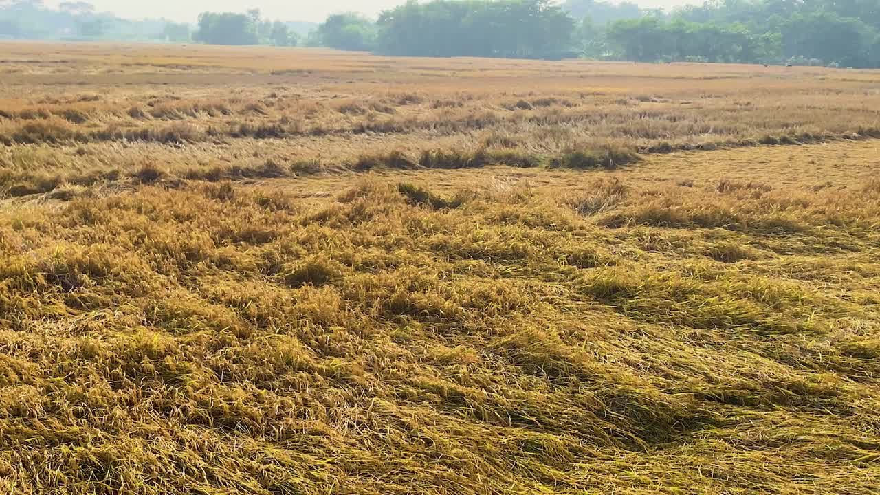 Glowing orange ripe rice paddy fields lie flattened after storm