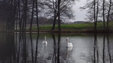 two white swans swimming and gliding on a lake