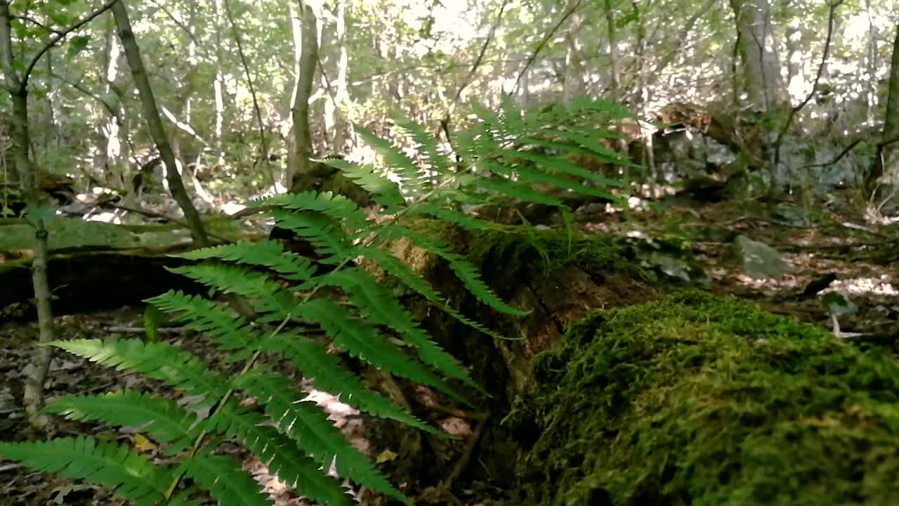 el helecho verde se mueve lentamente con una suave brisa junto a un viejo árbol musgoso caído en un bosque profundo, parte 1