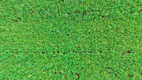 tomada de aterrizaje de un dron que muestra un campo de cáñamo verde con plantación de cannabis en verano