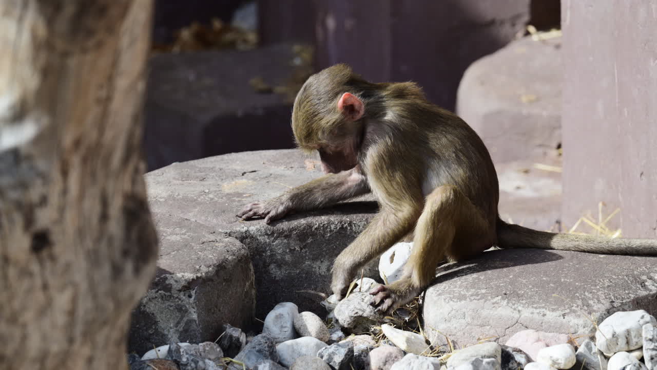 Young baboon playing with small pebbles on a rock in a natural habitat