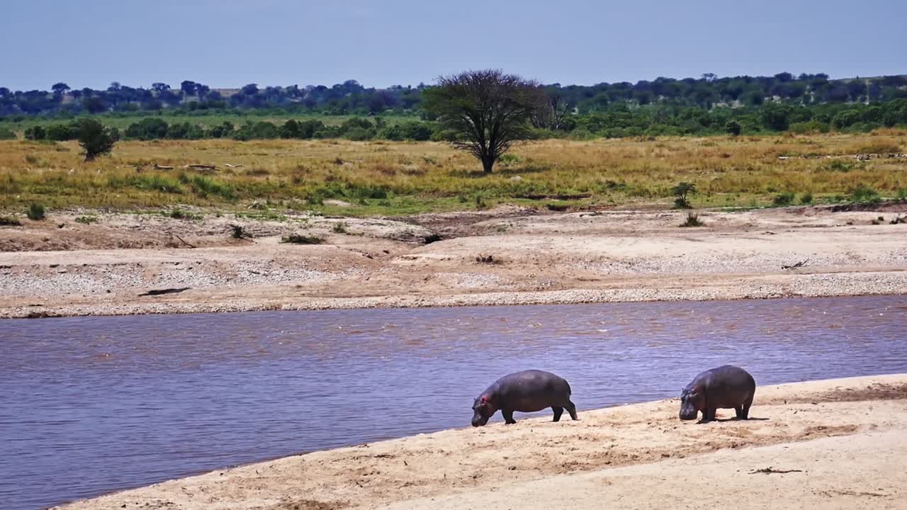 Vidvinkelbilde av to massive flodhester som spaserer langs en sandete elvebredd, for så å gå ut i vannet under Den store vandringen i Serengeti nasjonalpark, Afrika, en filmatisk villmarksscene.