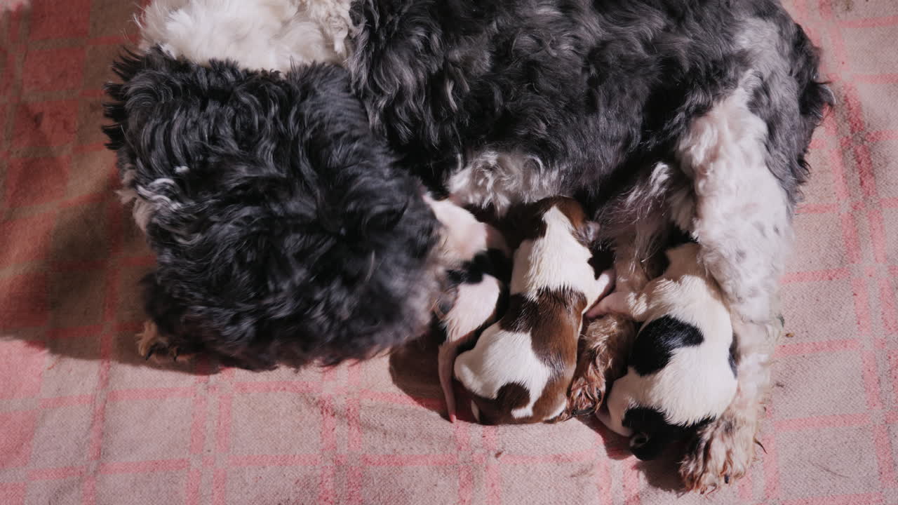갓 태어난 강아지와 함께 태어난 강아지 12