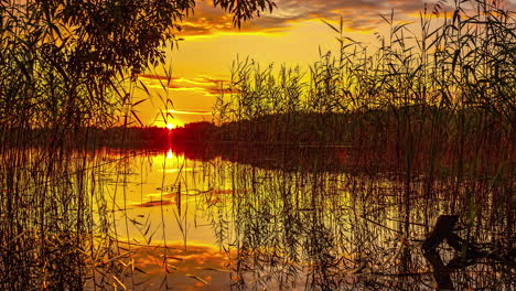 dried reed grass in the lake with reflections of orange sky in the water at sunset