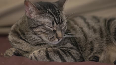 gato doméstico de rayas negras durmiendo en el sofá
