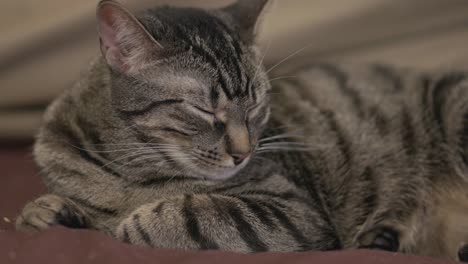 sleeping black stripe domestic cat on the sofa