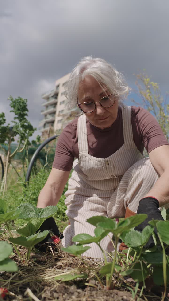Senior woman gardening strawberries