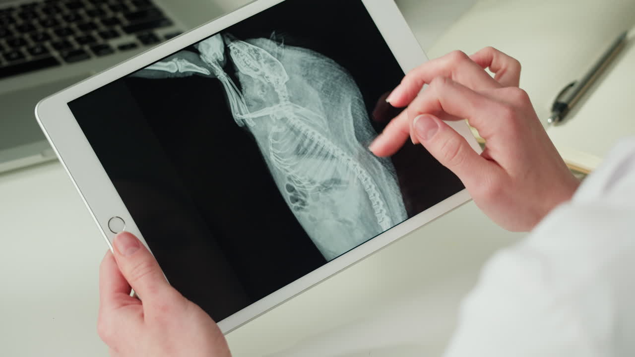 Veterinarian reviewing animal X-ray on tablet