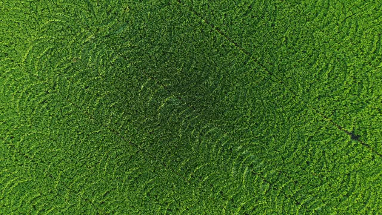 una hermosa plantación de arroz vista desde arriba, parecida a un mosaico en ayutthaya, tailandia