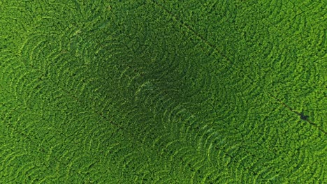 Una-Hermosa-Plantación-De-Arroz-Vista-Desde-Arriba,-Que-Se-Asemeja-A-Un-Mosaico-En-Ayutthaya,-Tailandia.