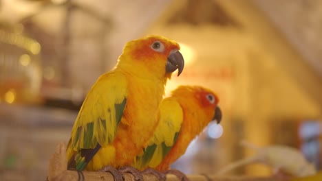 two orange parrots on a perch