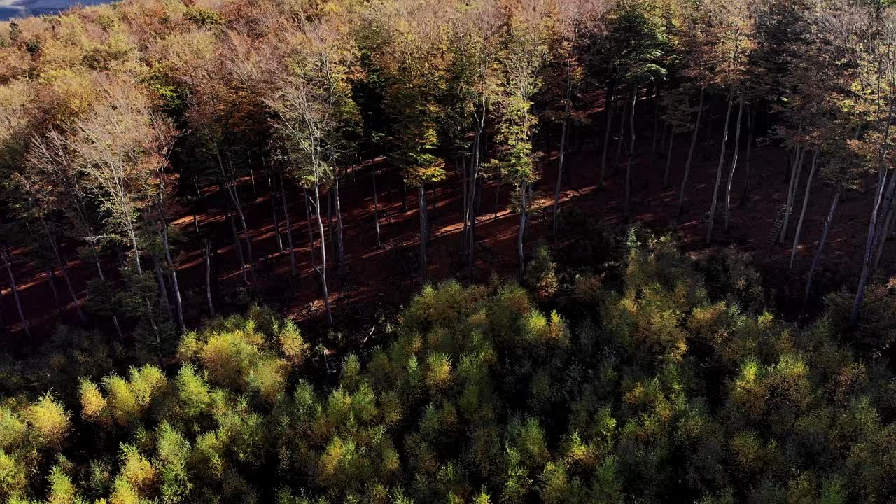 toma aérea ascendente por encima de la línea de árboles frondosos que se dirige hacia el lago - más bosque