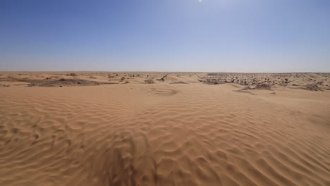expansive view of sandy jebil desert under a clear blue sky in tunisia, wide-angle shot