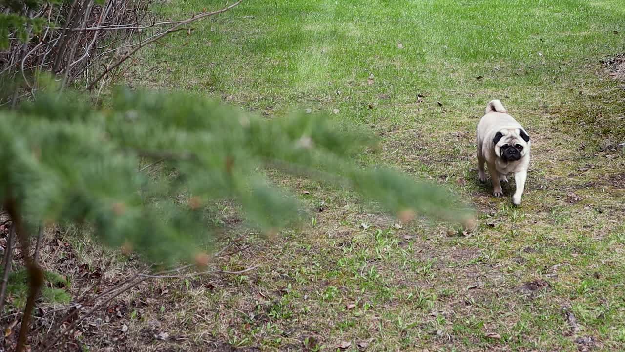 slomotion에서 푸른 잔디에 숲 근처 야외를 향해 걷는 pug 개
