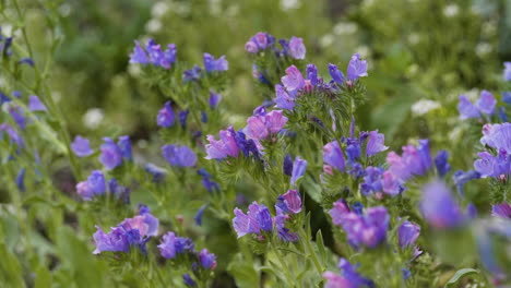 field of wild vipers bugloss or blueweed flowers, close up