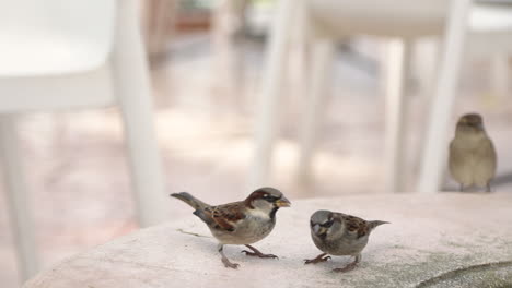 sparrows eat crumbs and fighting to each other in a cold winter day