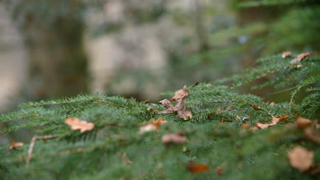 close up of coniferous tree branches on tree in autumn woods