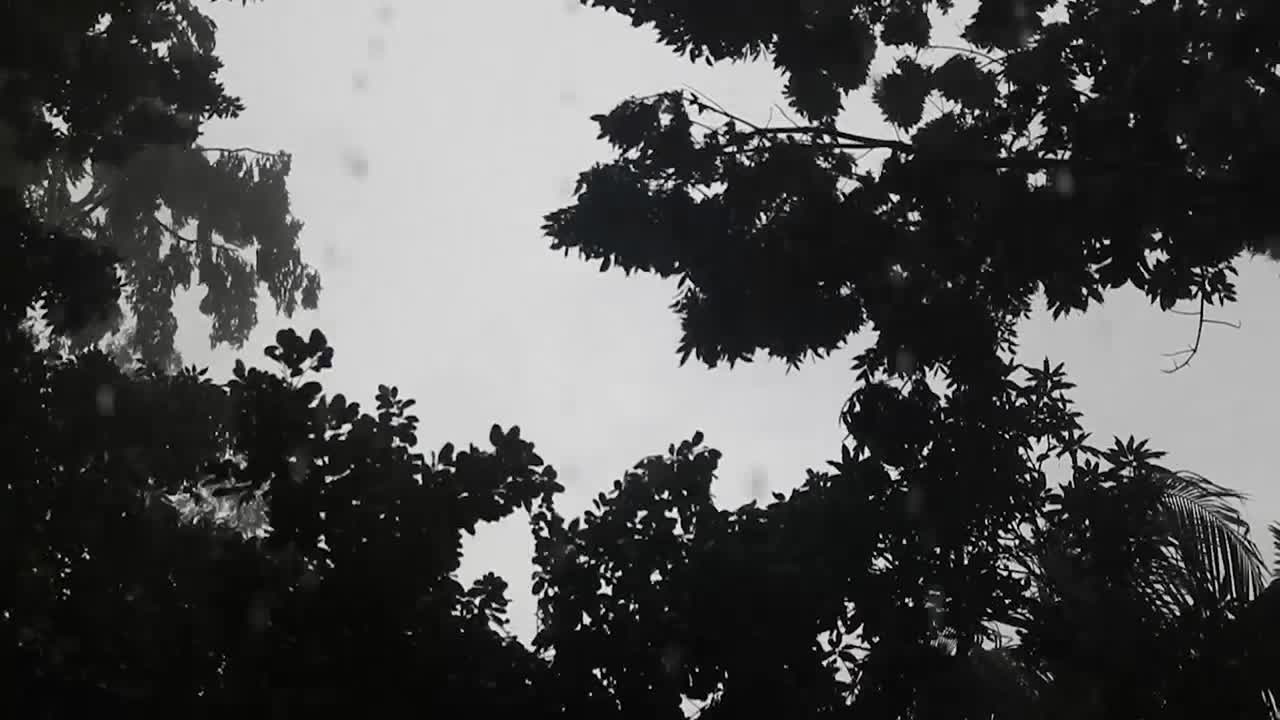 폭우, 비가 내리고 강풍이 아시아에서 나무를 불고 있습니다.