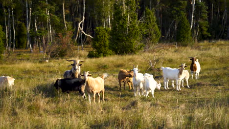 rudel ziegen, die still stehen und gras auf einer wiese weiden lassen, während sie in eine kamera schauen