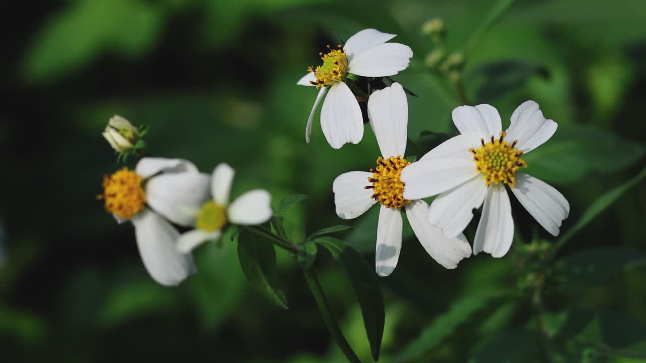 나비 는 정원 의 여러 꽃 을 방문 한다