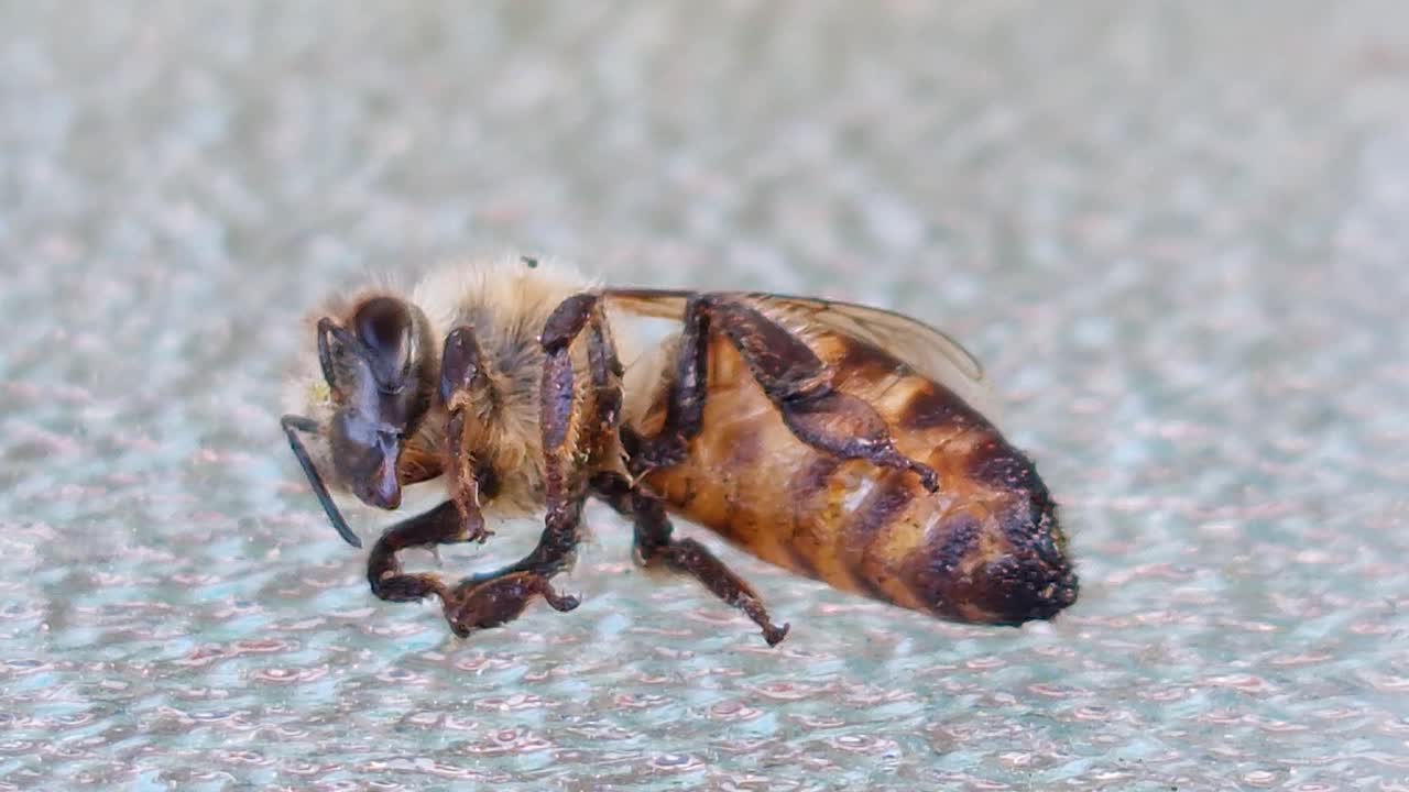 2022년 영국의 35도 폭염 속에서 생존을 위해 고군분투하는 꿀벌