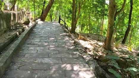 peacock walking along a shaded path