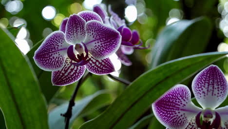 beautiful purple and white orchids in bloom
