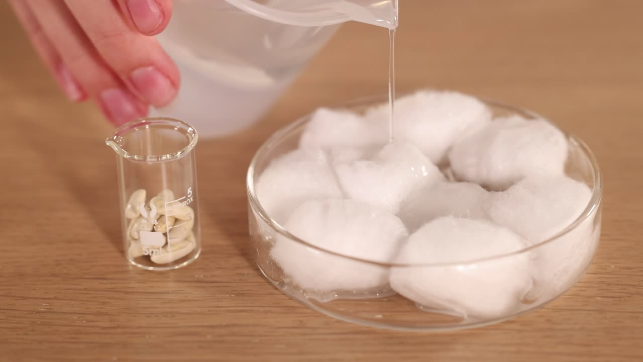 Experiment with Seeds and Cotton Balls