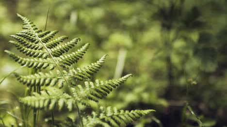 fern in woods 1