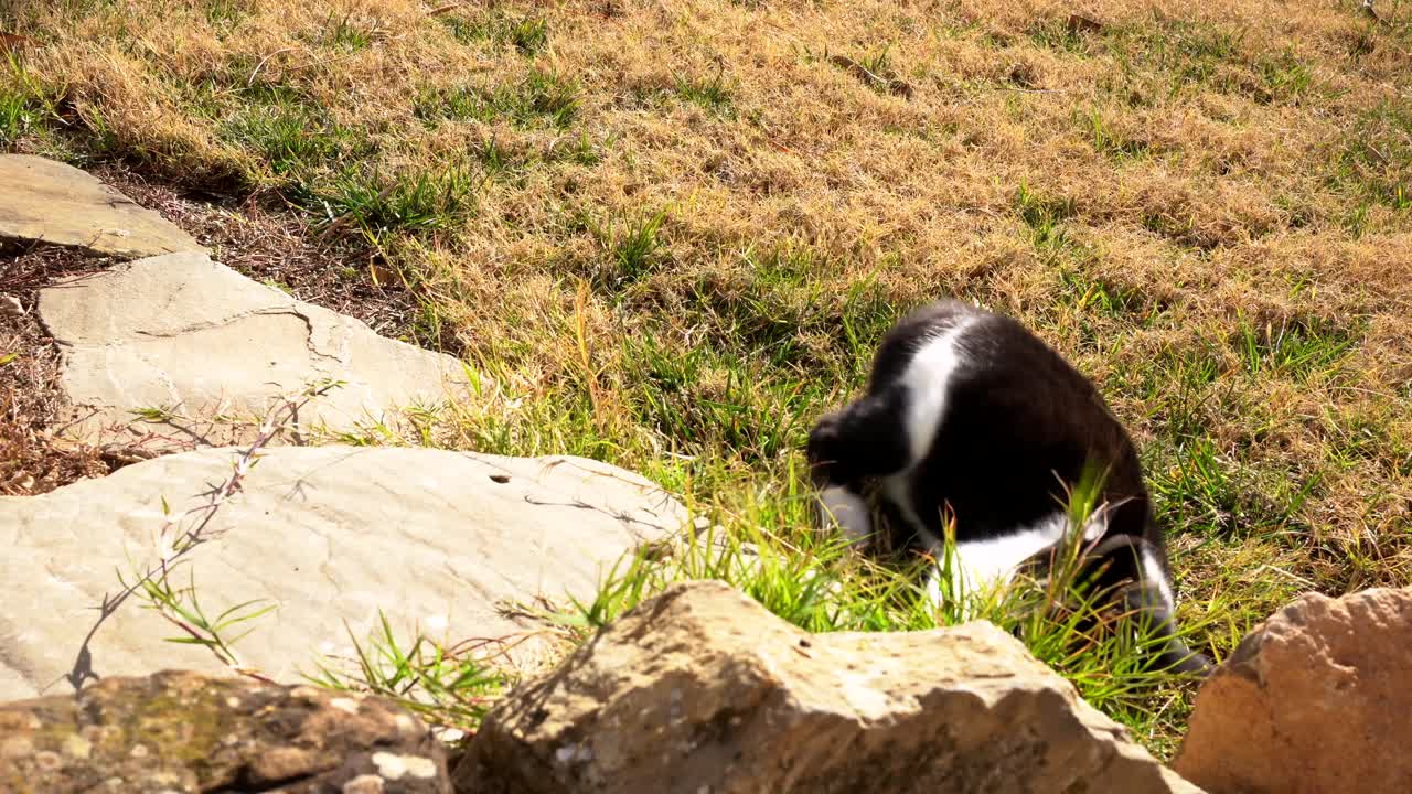 A young black and white cat playing between rocks and grass in the garden on a sunny day