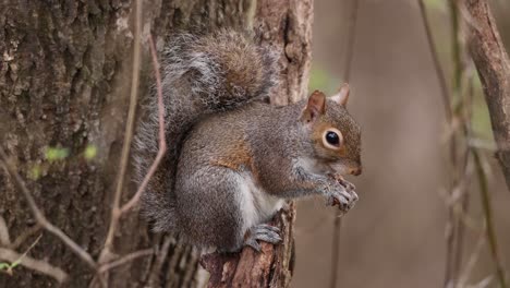 ardilla sentada en un árbol comiendo una nuez