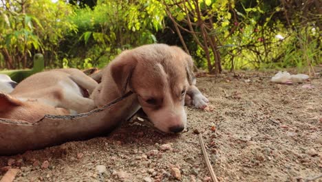 homeless puppies on the streets of the city.