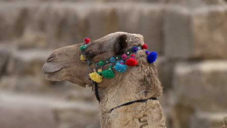 a camel face beside the pyramids of egypt