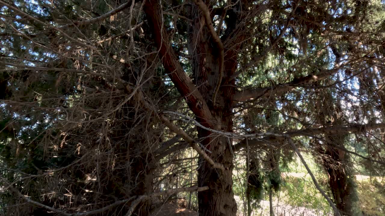 Una persona cammina attraverso una zona boschiva ricca di alberi alti. La luce del sole filtra tra i rami. I suoni della natura sono presenti. Si vede una strada in lontananza