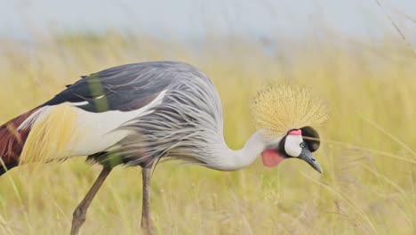 Slow-Motion-Shot-of-Close-up-of-African-Wildlife-birds-in-Maasai-Mara-National-Reserve,-Kenya,-Exotic-Africa-Safari-animals-in-Masai-Mara-North-Conservancy,-beautiful-plumage-feathers