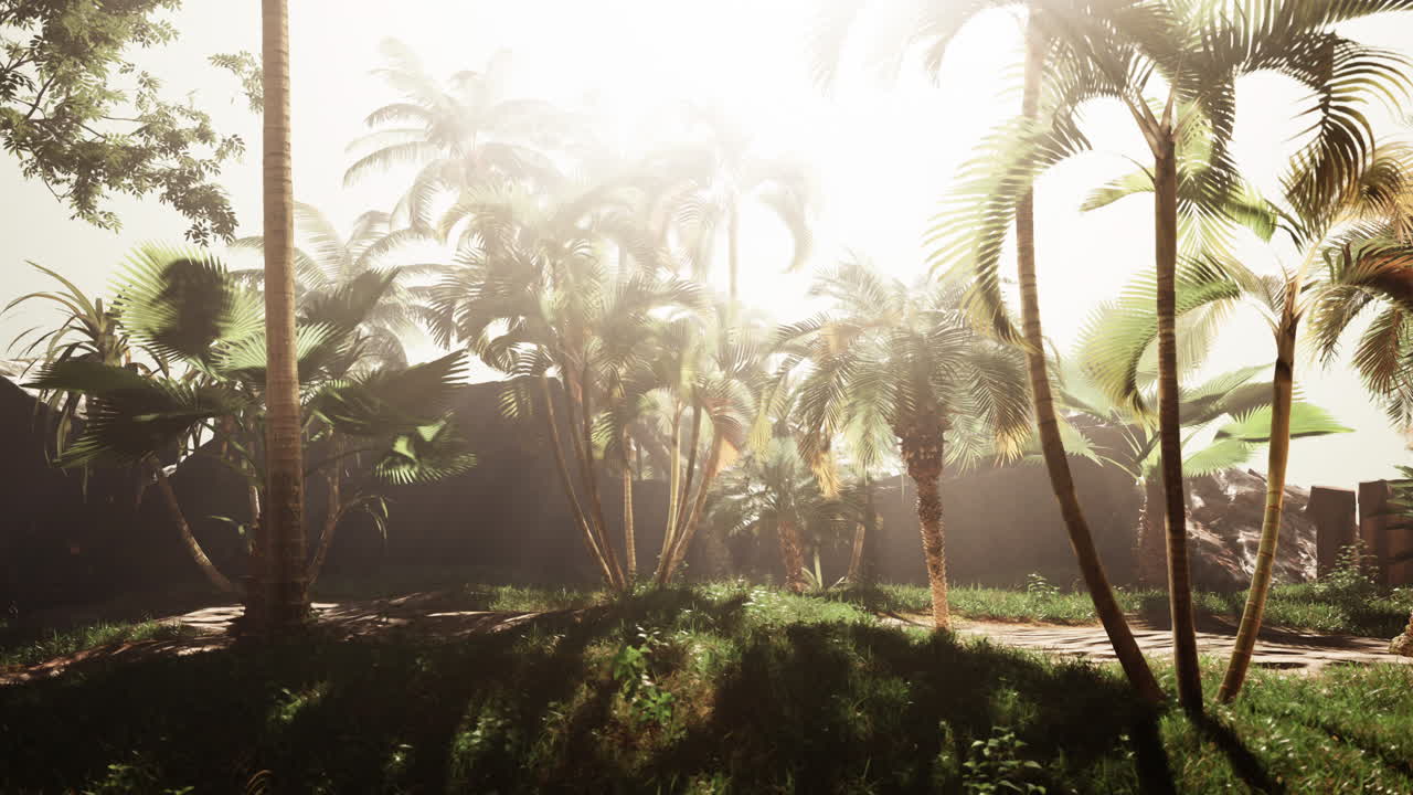 un camino iluminado por el sol a través de un bosque tropical