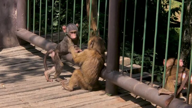 little monkey and its mother playing around in Nairobi National Park
