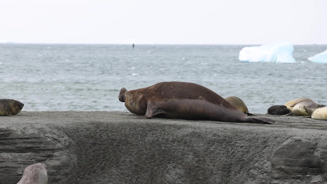 Ripresa al rallentatore di un grande elefante marino selvatico mentre si riposa e si muove lungo la costa frastagliata della Georgia del Sud, con un gruppo di foche e iceberg sullo sfondo