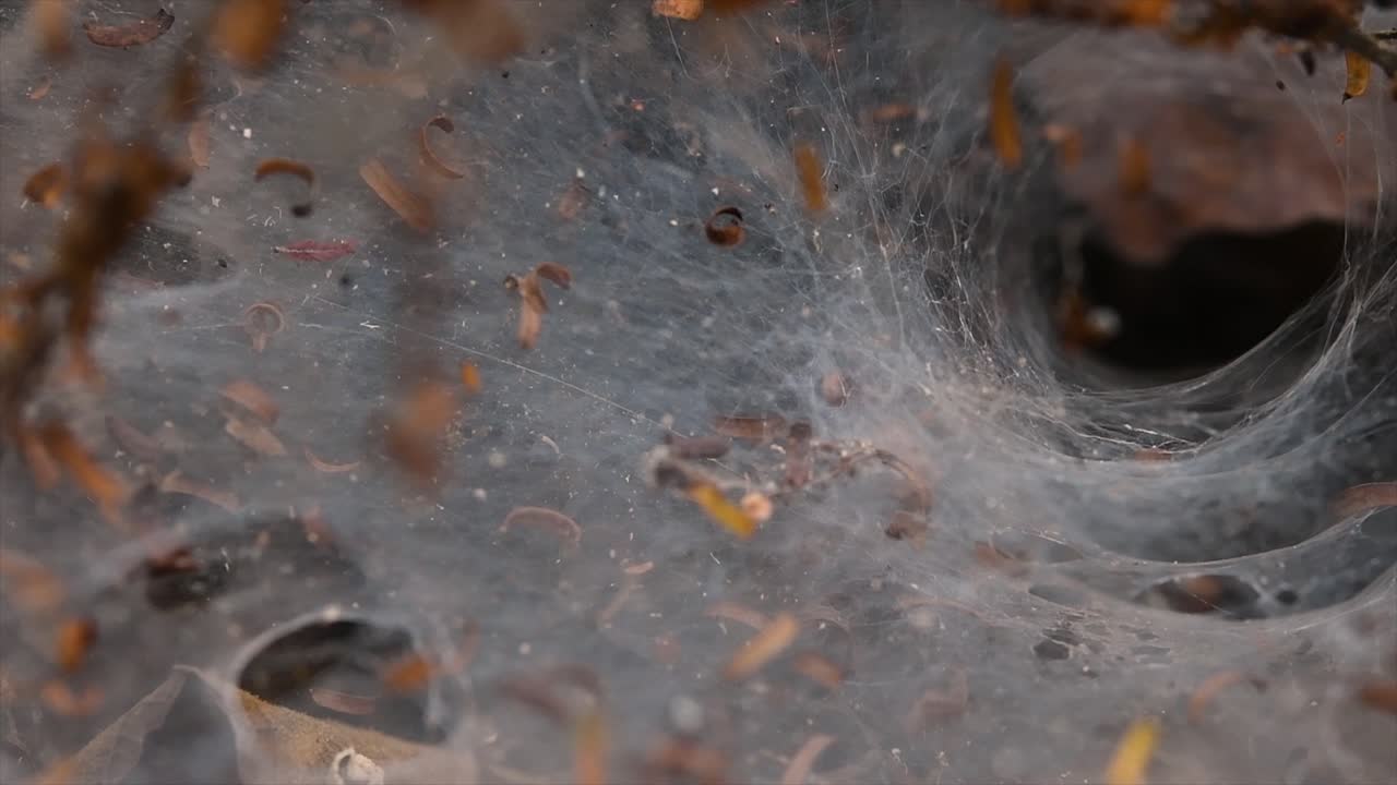 una araña que se encuentra en los bosques de tierras bajas con una trampa de telaraña en el suelo diseñada como un embudo que se estrecha de ancho a un túnel angosto en el que llevará a su presa al interior