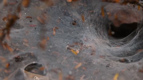 Una-Araña-Que-Se-Encuentra-En-Los-Bosques-De-Tierras-Bajas-Con-Una-Trampa-De-Telaraña-En-El-Suelo-Diseñada-Como-Un-Embudo-Que-Se-Estrecha-De-Ancho-A-Un-Túnel-Angosto-En-El-Que-Llevará-A-Su-Presa-Al-Interior